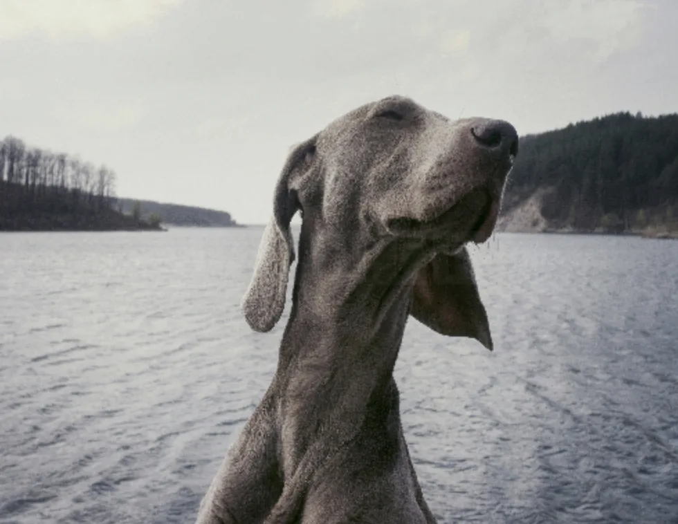 Puppy Blues Hit Nearly Half of New Dog Owners – Here’s How to Cope with the Emotional Rollercoaster