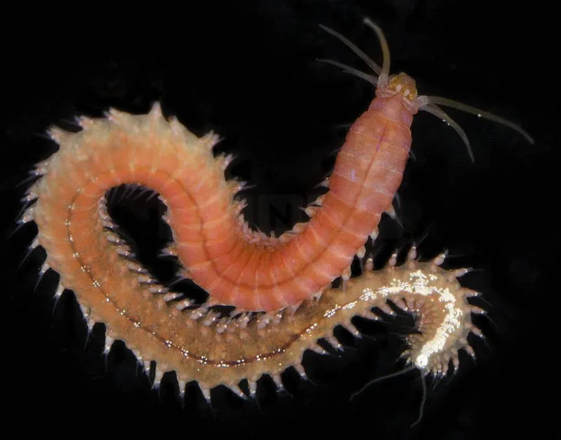 Sea Worm’s Superpower: Tiny Platynereis dumerilii Regrows Whole Body Parts in Days