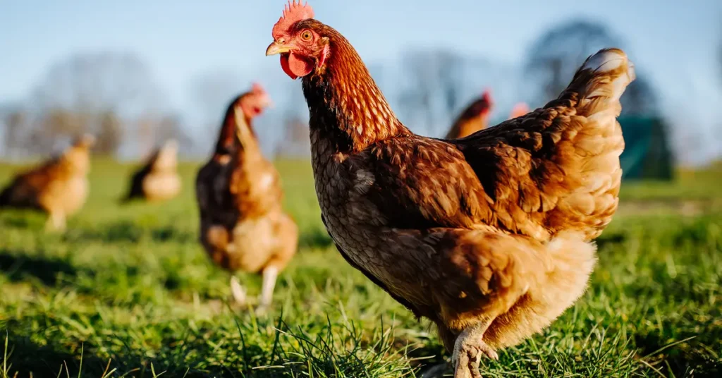 Aldi Gives Chickens 20% More Space in Major Welfare Boost for British Poultry