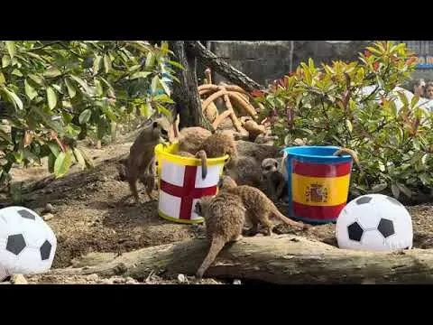 Meerkats Back England to Triumph Over Spain in Euro 2024 Final Thriller