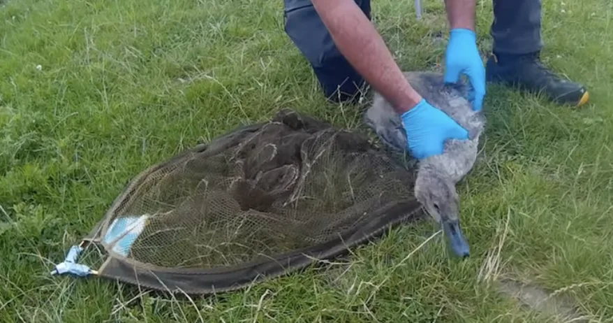 Tragic Cygnet Road Death Near Alfriston Sparks Urgent WRAS Warning to Drivers
