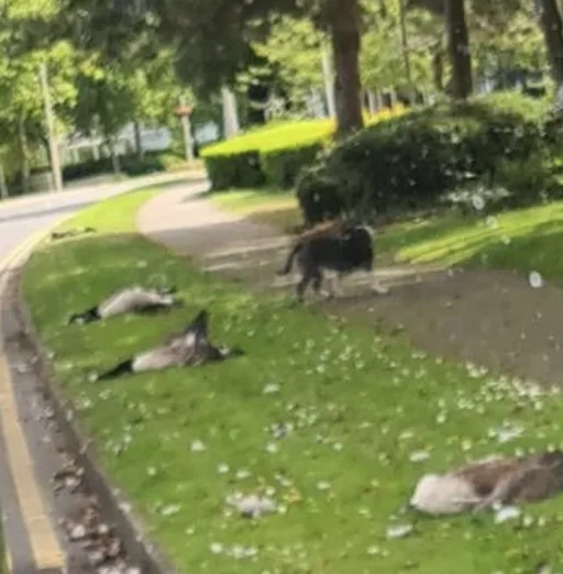 Geese Shot Dead in Dartford Sparks Police Probe and Community Outrage