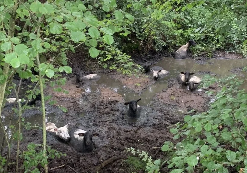 Firefighters and Specialists Rescue 12 Sheep Trapped in Knee-Deep Mud in Test Valley
