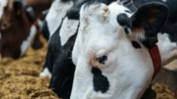 UK Authorises Emergency Bluetongue Vaccines in Bid to Quash Livestock Outbreak