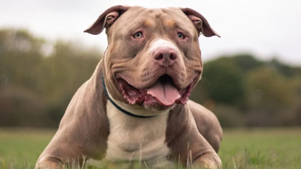Two Toddlers Hospitalised in Separate South Yorkshire Dog Attacks as Police Crack Down on Dangerous Pets