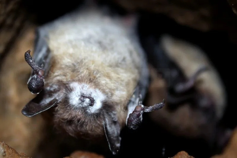 Bat Plunge Fuels Pesticide Surge and 1,300 Infant Deaths, Study Warns