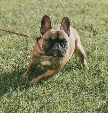 Mum Banned from Owning Dogs for 10 Years After French Bulldog Bites Son’s Face in Shocking Attack