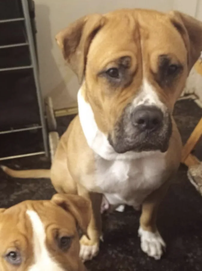 Hero Ginger Boxer Stolen in Tottenham Found Safe After Community Rescue