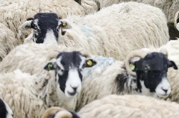 Avian Flu H5N1 Hits UK Sheep for First Time in Yorkshire Farm Scare