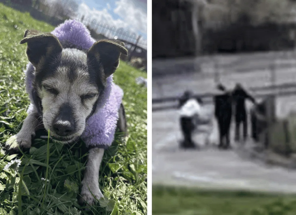 Urgent Appeal: Elderly, Vulnerable Dog Tilly Stolen by Group of Youths in Croydon