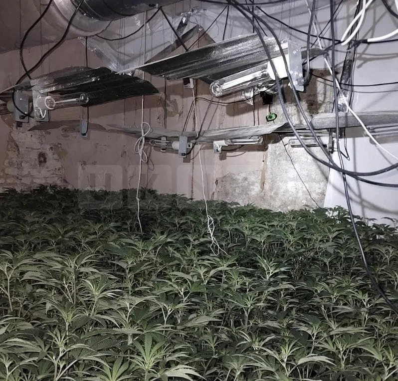 Over 1,000 Cannabis Plants Seized in Ramsgate After Police Sting, Suspect Arrested