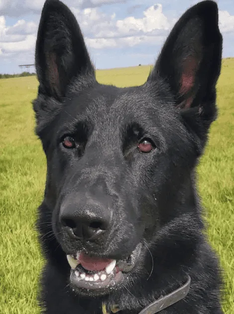 Police Dog Kit Tracks Down Suspected Drink Driver After Swale Crash Manhunt