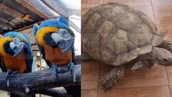 Spain Busts Massive Wildlife Trafficking Ring: 5 Arrested, 30+ Endangered Animals Rescued in Nationwide Crackdown