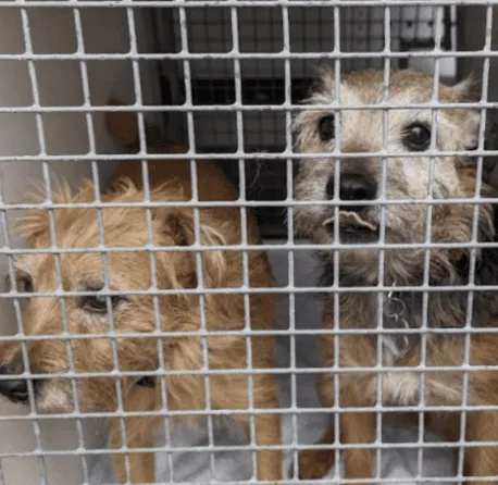 Animal Abuser Jailed 26 Weeks After Flouting 30-Year Ban, 50+ Pets Rescued in Plymouth Squalor