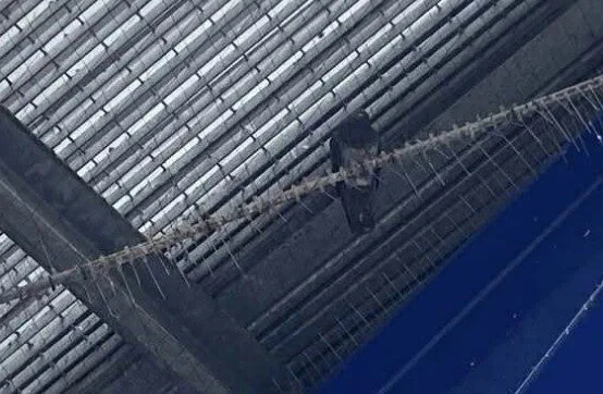 Six Birds Dead After Being Trapped in Netting at The O2 Arena