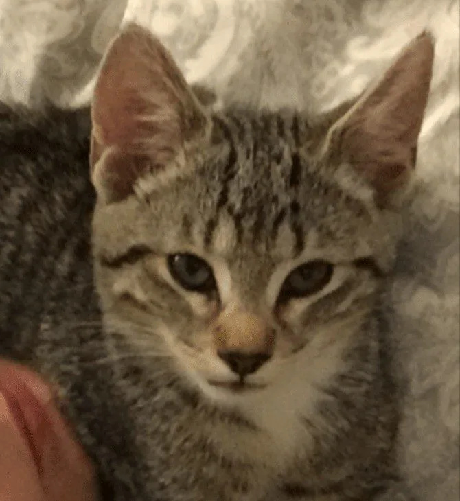 Beloved Cat Mr Darcy Killed by Hampshire Police Car in Gosport – Owner Demands Answers