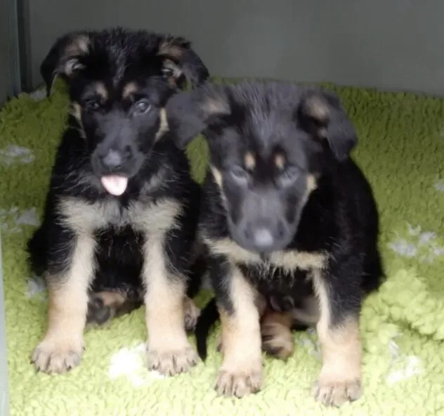 The Commissioner Cressida Dick has welcomed seven new-born puppies, named the ‘Ratana Litter’ in memory of PS Matt Ratana who was killed …
