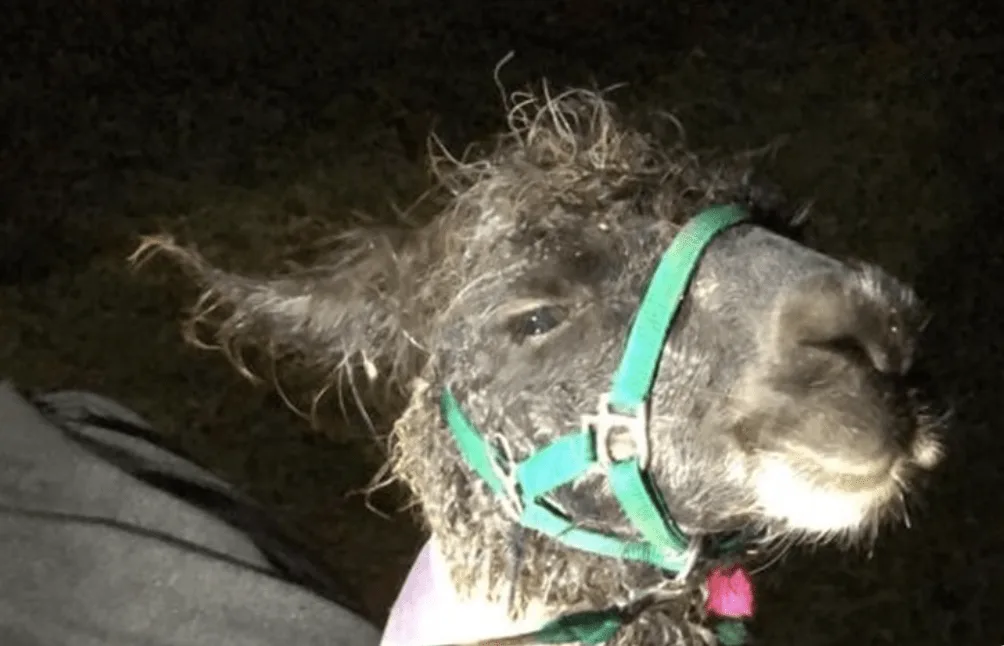 Llama Skippy Rescued from Underground Reservoir After Daring Water Rescue in West Sussex