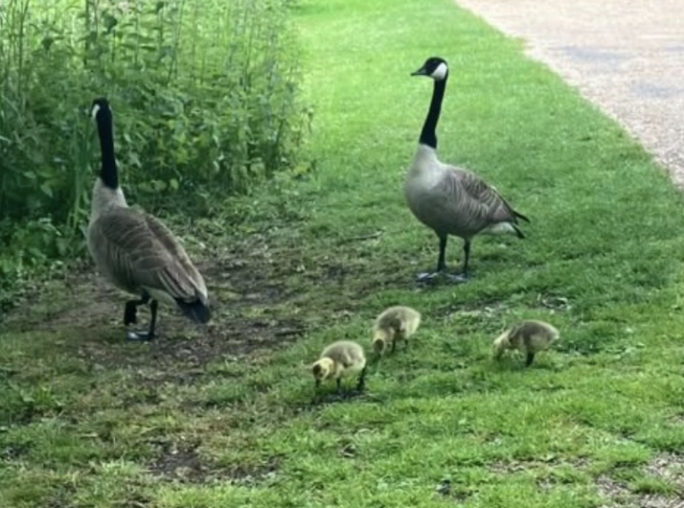 Goose Shot Near Commuter Route Prompts Police Investigation