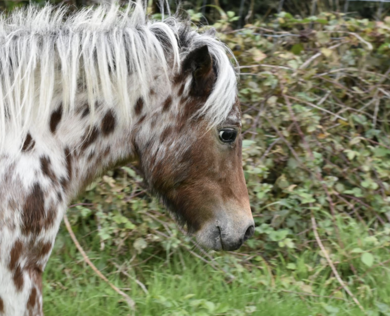 Rare Miniature Horses Stolen From Farm Along M4 Corridor – Police Appeal