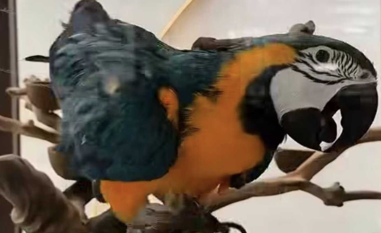 Manchester Shisha Bar Surrenders Caged Macaw Following Public Backlash