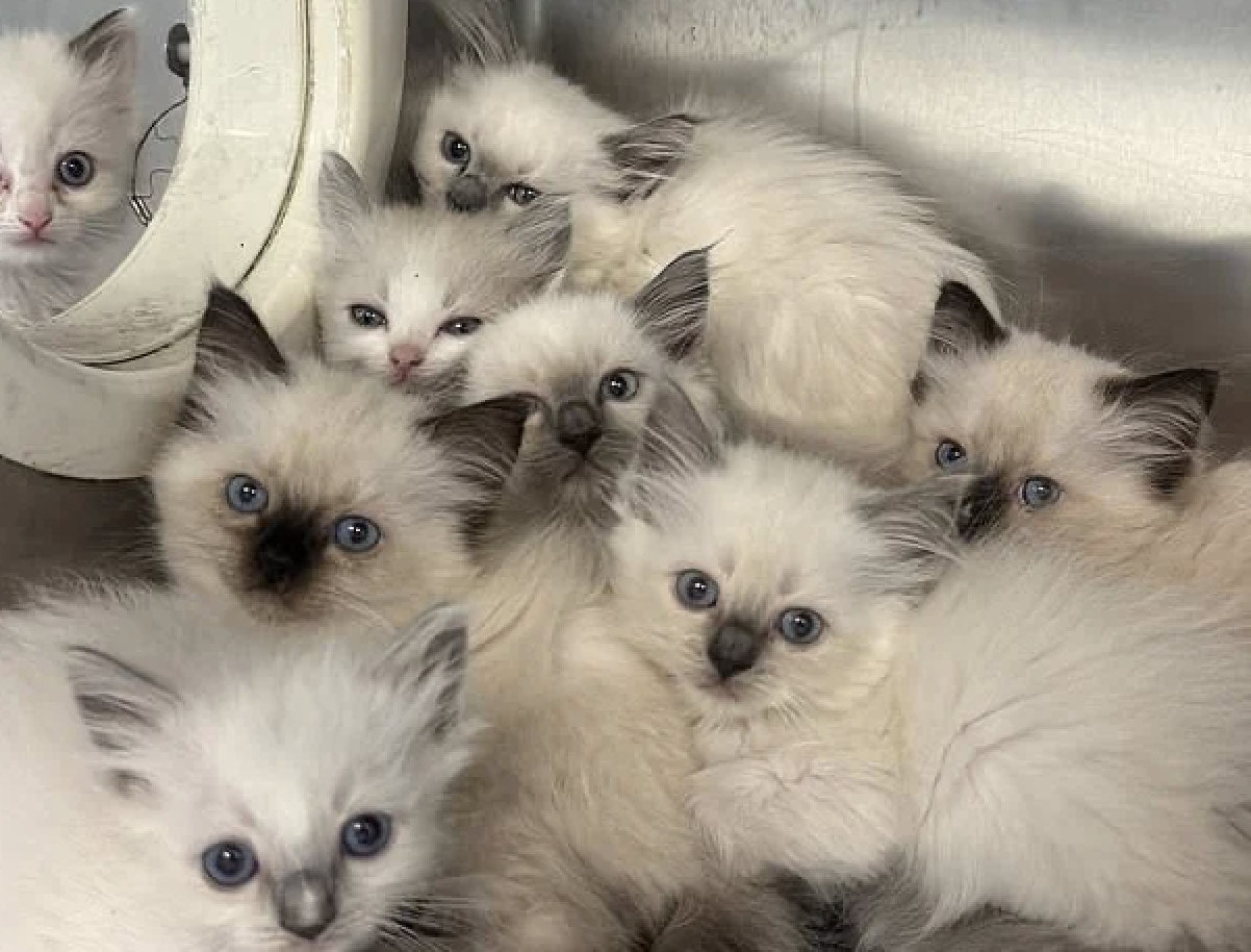 78 Ragdoll Cats Rescued from Squalid Home in Pennsylvania by PSPCA