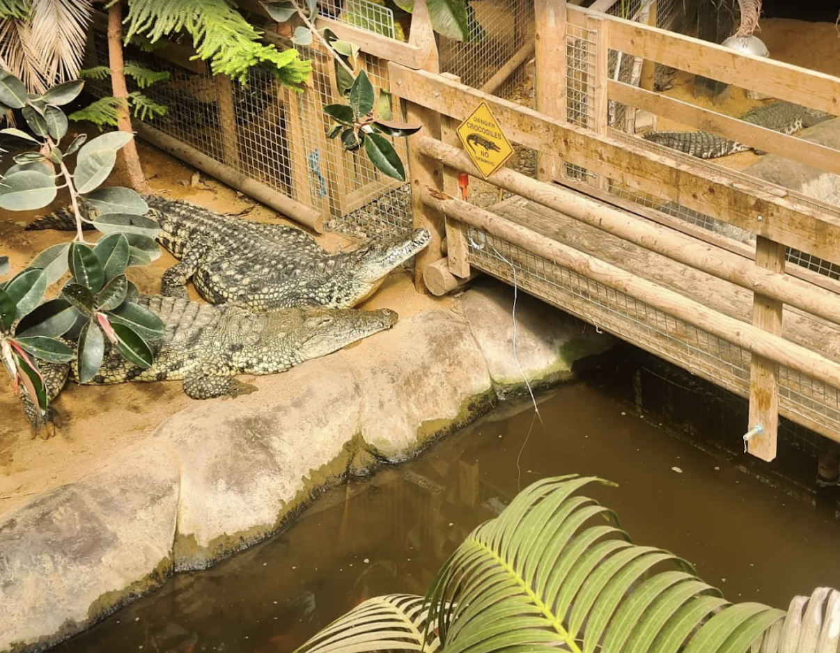 Toddler Thrown Into Crocodile Enclosure at Zoo in Shocking Incident