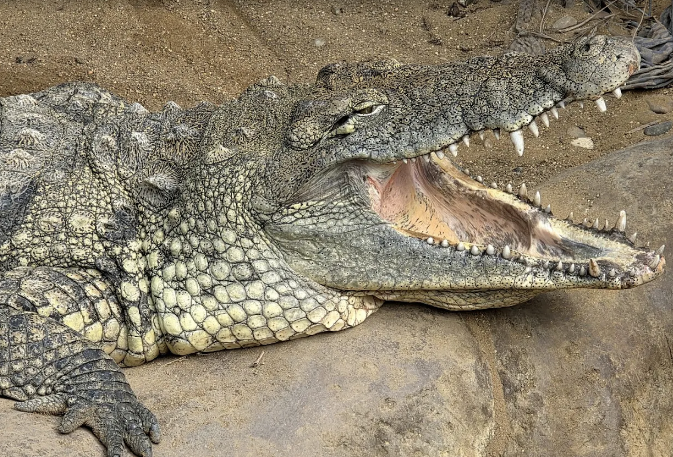 Toddler Thrown Into Crocodile Enclosure at Zoo Near Commuter Hubs