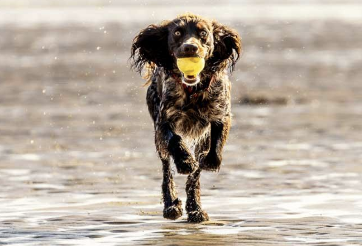 RSPCA Alerts Commuters to Deadly Heatwave Risks for Pets Along M4 Corridor