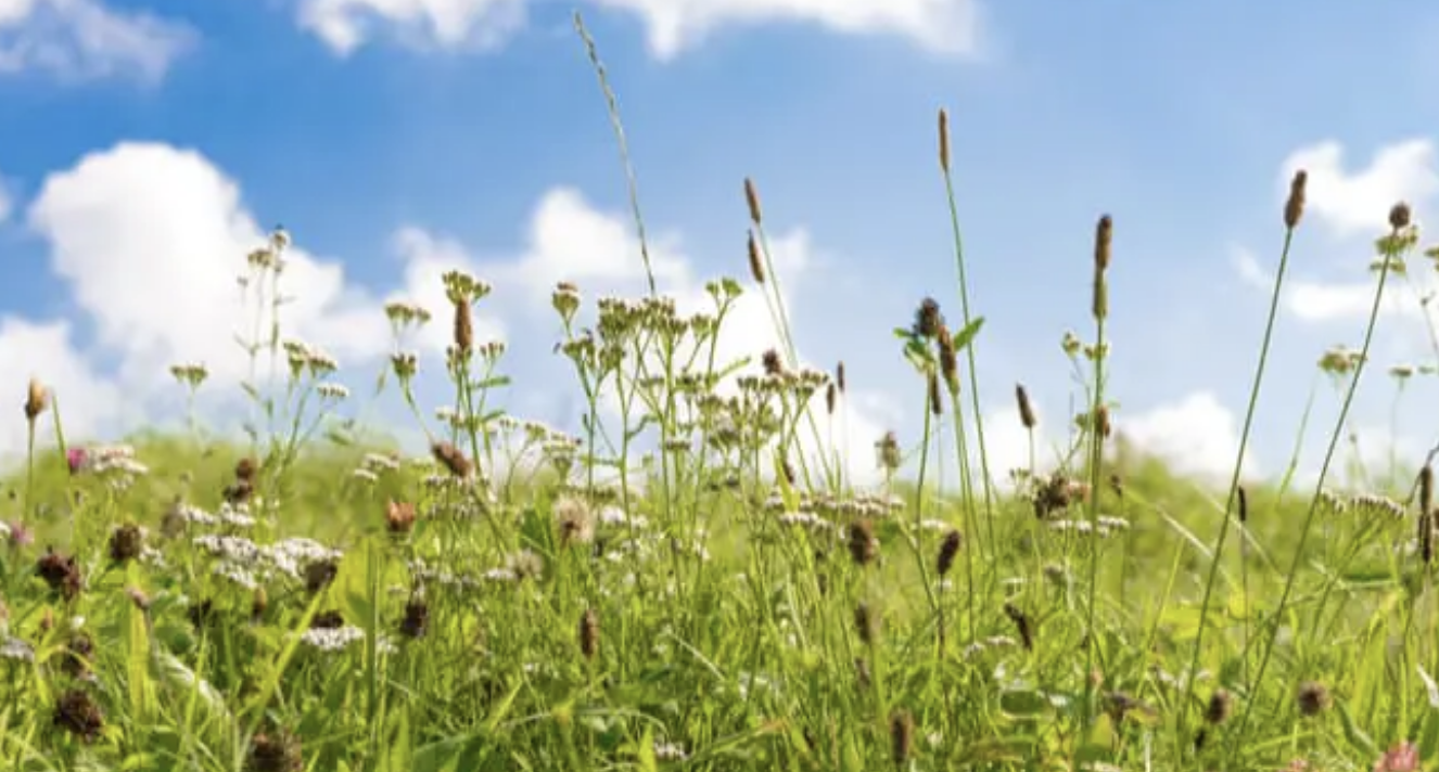 Hay Fever Set to Surge as UK Temperatures Hit 35C Amid Pollen Alert