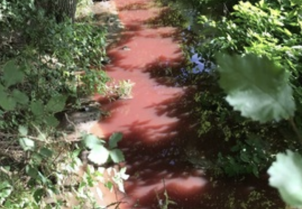 Taylor Wimpey Hit with £300k Fine for Polluting Stream Near Sedgefield