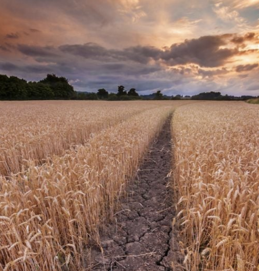 Half of England Officially Declared in Drought as Heatwave and Water Crisis Deepen