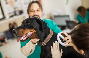 UK Government Launches Major Overhaul of Veterinary Rules to Support Pet Owners