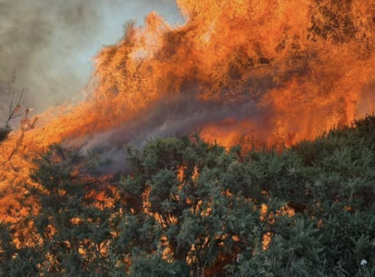 New Forest wildfire burns more than 100 hectares as A31 closure continues