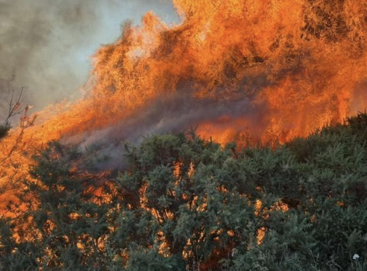 New Forest wildfire burns more than 100 hectares as A31 closure continues