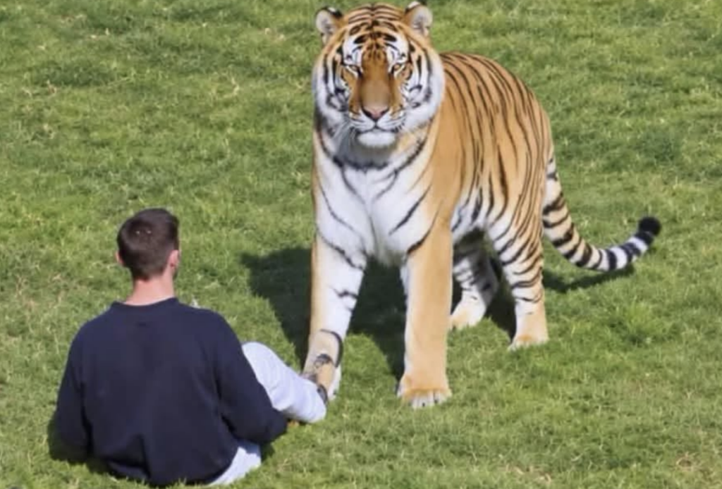 Man dies after tiger attack at Yorkshire Wildlife Park